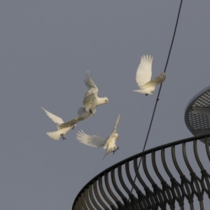 Cacatua sanguinea at Green Cape, NSW - 23 Oct 2020