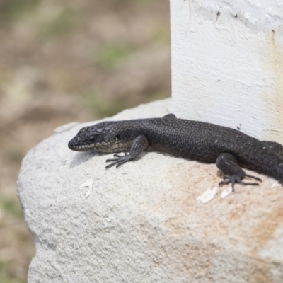 Egernia saxatilis intermedia (Black Rock Skink) at Ben Boyd National Park - 23 Oct 2020 by AlisonMilton