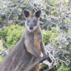 Wallabia bicolor (Swamp Wallaby) at Green Cape, NSW - 21 Oct 2020 by Alison Milton
