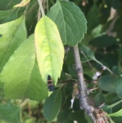 Harmonia conformis (Common Spotted Ladybird) at Red Hill to Yarralumla Creek - 29 Oct 2020 by Tapirlord