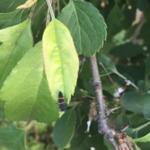 Harmonia conformis at Garran, ACT - 29 Oct 2020