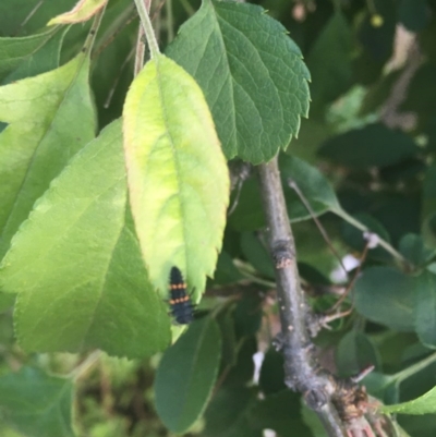 Harmonia conformis (Common Spotted Ladybird) at Hughes Garran Woodland - 29 Oct 2020 by Tapirlord