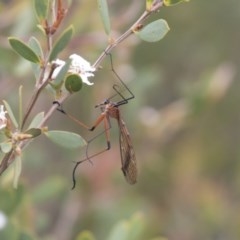 Harpobittacus australis (Hangingfly) at Ben Boyd National Park - 21 Oct 2020 by Alison Milton