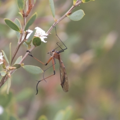 Harpobittacus australis (Hangingfly) at Ben Boyd National Park - 22 Oct 2020 by AlisonMilton