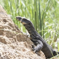 Varanus varius (Lace Monitor) at Ben Boyd National Park - 20 Oct 2020 by Alison Milton