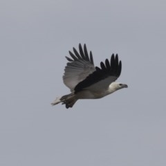 Haliaeetus leucogaster (White-bellied Sea-Eagle) at Ben Boyd National Park - 21 Oct 2020 by AlisonMilton