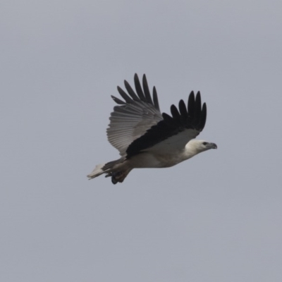 Haliaeetus leucogaster (White-bellied Sea-Eagle) at Green Cape, NSW - 21 Oct 2020 by Alison Milton