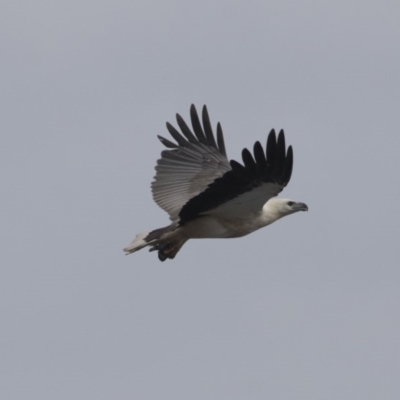 Haliaeetus leucogaster (White-bellied Sea-Eagle) at Ben Boyd National Park - 21 Oct 2020 by Alison Milton