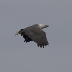 Haliaeetus leucogaster at Green Cape, NSW - 21 Oct 2020