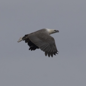 Haliaeetus leucogaster at Green Cape, NSW - 21 Oct 2020