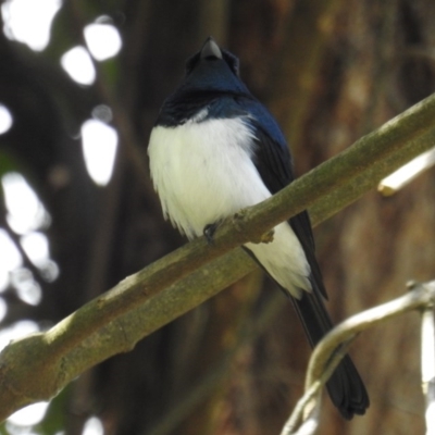 Myiagra cyanoleuca (Satin Flycatcher) at ANBG - 28 Oct 2020 by HelenCross