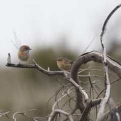 Stipiturus malachurus (Southern Emuwren) at Green Cape, NSW - 21 Oct 2020 by Alison Milton