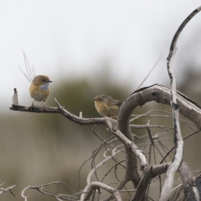 Stipiturus malachurus (Southern Emuwren) at Ben Boyd National Park - 21 Oct 2020 by Alison Milton