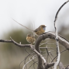 Stipiturus malachurus at Green Cape, NSW - suppressed