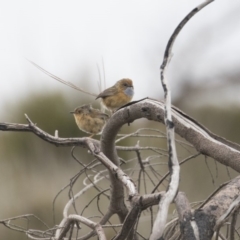 Stipiturus malachurus at Green Cape, NSW - suppressed