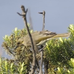 Ptilotula fusca (Fuscous Honeyeater) at Ben Boyd National Park - 21 Oct 2020 by AlisonMilton