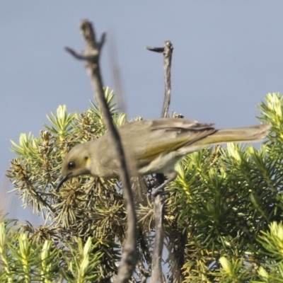 Ptilotula fusca (Fuscous Honeyeater) at Ben Boyd National Park - 20 Oct 2020 by Alison Milton