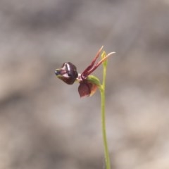 Caleana major (Large Duck Orchid) at Ben Boyd National Park - 21 Oct 2020 by AlisonMilton