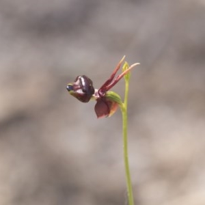 Caleana major at Green Cape, NSW - 21 Oct 2020