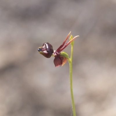 Caleana major (Large Duck Orchid) at Ben Boyd National Park - 20 Oct 2020 by AlisonMilton