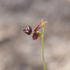 Caleana major (Large Duck Orchid) at Green Cape, NSW - 20 Oct 2020 by AlisonMilton