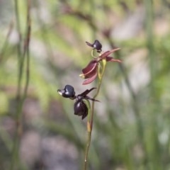 Caleana major at Green Cape, NSW - suppressed