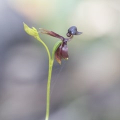 Caleana major at Green Cape, NSW - suppressed