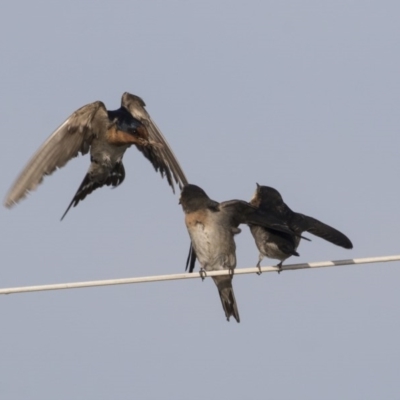 Hirundo neoxena (Welcome Swallow) at Green Cape, NSW - 23 Oct 2020 by AlisonMilton