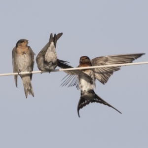 Hirundo neoxena at Green Cape, NSW - 23 Oct 2020