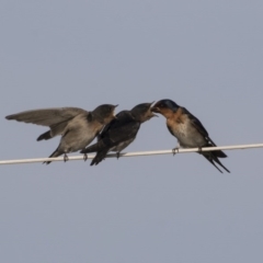 Hirundo neoxena at Green Cape, NSW - 23 Oct 2020