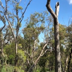 Callocephalon fimbriatum (Gang-gang Cockatoo) at Bruce Ridge to Gossan Hill - 28 Oct 2020 by goyenjudy