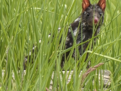 Dasyurus viverrinus (Eastern Quoll) at Forde, ACT - 29 Oct 2020 by Cmperman