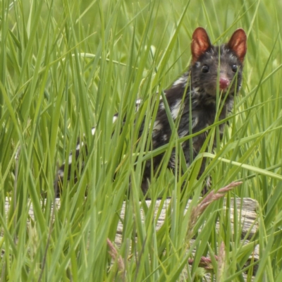 Dasyurus viverrinus (Eastern Quoll) at Forde, ACT - 28 Oct 2020 by Cmperman