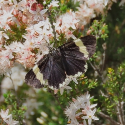 Eutrichopidia latinus (Yellow-banded Day-moth) at Tuggeranong Hill - 29 Oct 2020 by Owen