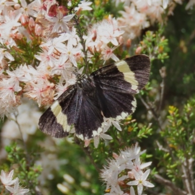 Eutrichopidia latinus (Yellow-banded Day-moth) at Theodore, ACT - 29 Oct 2020 by owenh