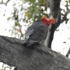 Callocephalon fimbriatum (Gang-gang Cockatoo) at ANBG - 27 Oct 2020 by HelenCross