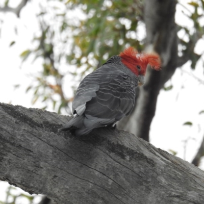 Callocephalon fimbriatum (Gang-gang Cockatoo) at ANBG - 27 Oct 2020 by HelenCross