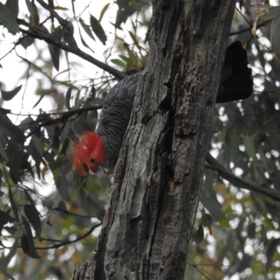 Callocephalon fimbriatum (Gang-gang Cockatoo) at Acton, ACT - 28 Oct 2020 by HelenCross