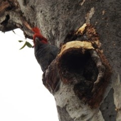 Callocephalon fimbriatum (Gang-gang Cockatoo) at Acton, ACT - 28 Oct 2020 by HelenCross