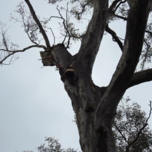 Callocephalon fimbriatum at Acton, ACT - 28 Oct 2020