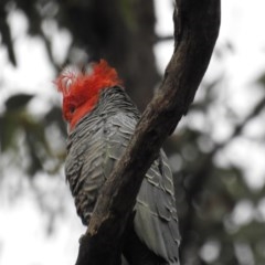 Callocephalon fimbriatum (Gang-gang Cockatoo) at Acton, ACT - 28 Oct 2020 by HelenCross