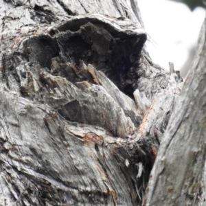 Callocephalon fimbriatum at Acton, ACT - suppressed