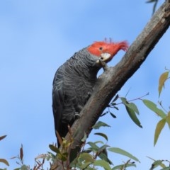 Callocephalon fimbriatum (Gang-gang Cockatoo) at GG10 - 27 Oct 2020 by HelenCross