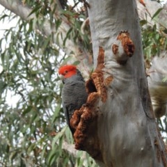 Callocephalon fimbriatum (Gang-gang Cockatoo) at Acton, ACT - 27 Oct 2020 by HelenCross