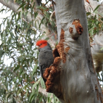Callocephalon fimbriatum (Gang-gang Cockatoo) at Acton, ACT - 28 Oct 2020 by HelenCross
