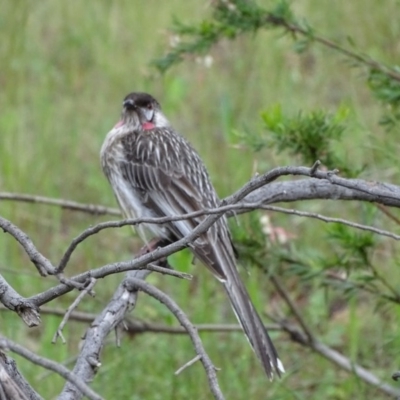 Anthochaera carunculata (Red Wattlebird) at Isaacs Ridge and Nearby - 28 Oct 2020 by Mike