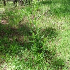 Senecio bathurstianus (Rough Fireweed) at Isaacs, ACT - 28 Oct 2020 by Mike