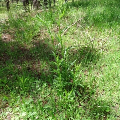 Senecio bathurstianus (Rough Fireweed) at Isaacs, ACT - 28 Oct 2020 by Mike