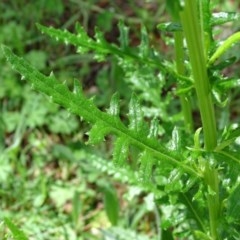 Senecio bathurstianus at Isaacs, ACT - 28 Oct 2020