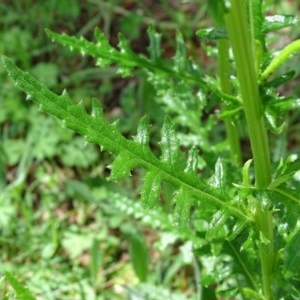 Senecio bathurstianus at Isaacs, ACT - 28 Oct 2020